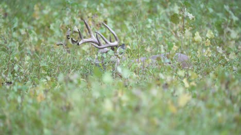 A-large-whitetail-buck-moves-slowly-through-the-thick-brush-its-feeding-on-in-early-autumn