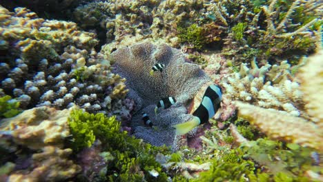 Static-shot-of-A-family-of-black-and-white-Clark's-anemonefish-swimming-among-the-sea-anemone