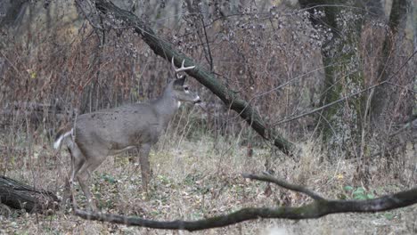 A-small-whitetail-buck-feeding-on-twigs