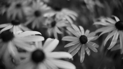 Black-and-white-shot-of-Rudbeckia-flowers