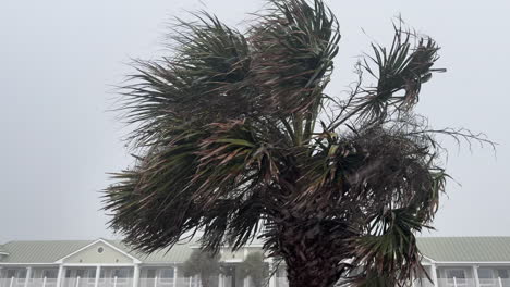 Vientos-Huracanados-Y-Lluvia-Que-Arrastran-Una-Palmera