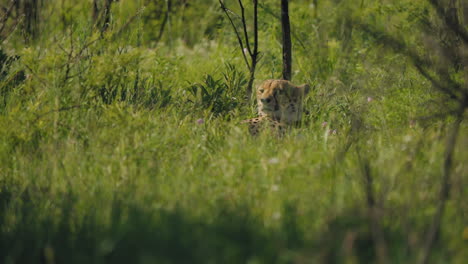 A-cheetah-lies-in-the-grass,-resting-peacefully-in-the-African-savannah