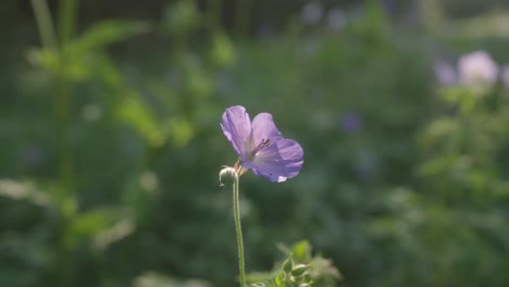 Flor-Violeta,-Despliega-Sus-Pétalos-En-Delicados-Tonos-De-Púrpura-Profundo-Y-Sereno.