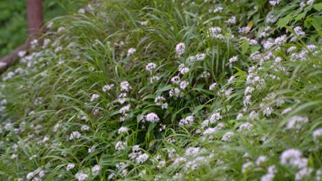 Green-meadow-with-white-flowers,-motion-view