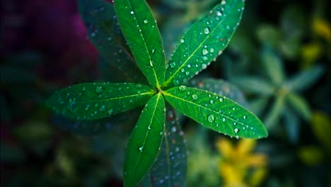 Una-Vista-De-Cerca-De-Hojas-Verdes-Vibrantes-Adornadas-Con-Gotas-De-Agua-Brillantes.