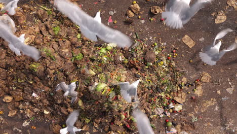 Gulls-feast-on-food-waste-and-fly-off-as-front-loader-scoops-it-up,-top-aerial