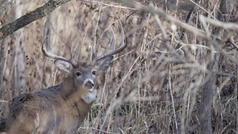 A-huge-whitetail-buck-turns-its-head,-revealing-its-large-antlers