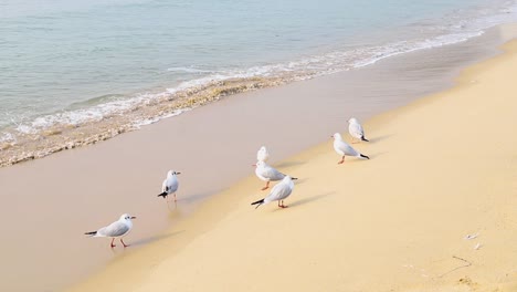 Vista-Del-Paisaje-De-Las-Gaviotas-En-La-Playa-De-Haeundae,-Corea-Del-Sur