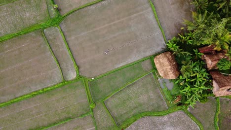 Asian-Farmer-Working-on-Tropical-Farm-Fields-Surrounding-Traditional-Hut,-Revolving-Top-Down