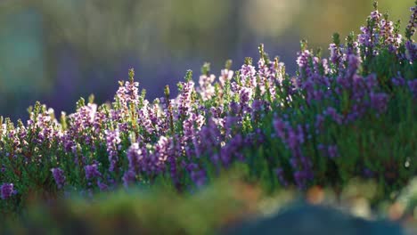 Delicate-pink-heather-flowers-in-full-bloom-cover-the-ground-in-the-autumn-tundra