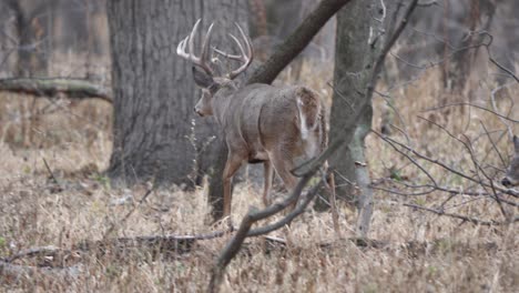 A-doe-paws-at-the-ground-and-backs-away-as-a-large-buck-walks-past-during-the-rut