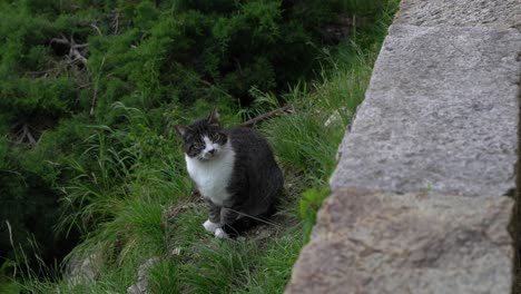 Cat-on-green-grass-sitting-and-looking,-handheld-view