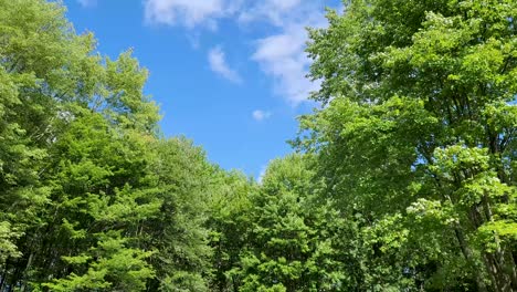 Bright-blue-sky-peeking-through-lush-green-tree-canopy,-showcasing-nature's-vibrant-summer-colors