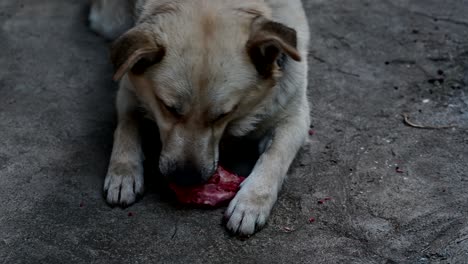 Perro-Comiendo-Huesos-Crudos-Y-Ensangrentados