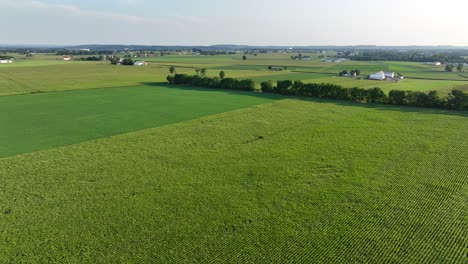 Grandes-Extensiones-De-Tierras-Agrícolas-Verdes-Se-Extienden-Por-Las-Zonas-Rurales-De-Estados-Unidos.