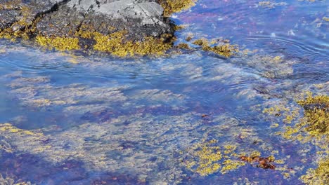 A-small-white-and-black-bird-swims-in-the-clear-blue-water-of-the-ocean-near-the-shore-with-shallow-water-and-seaweed-on-the-bottom