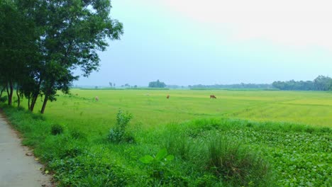 Drohnenaufnahme-Eines-Abgelegenen-Landwirtschaftlichen-Reisfelds-Und-Eines-Jutedorfs-In-Westbengalen