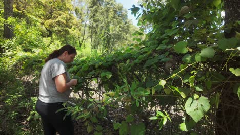 Woman-harvests-wild-vine-leaves-for-holistic-medicine-and-organic-cooking-on-a-sunny,-windy-day