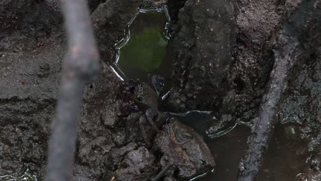 Tree-climbing-crab-moving-slowly-on-the-muddy-floors-of-the-mangrove-wetlands,-close-up-shot