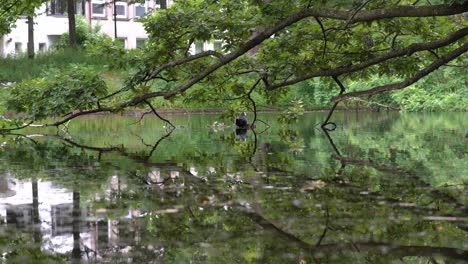 Escena-Pacífica-De-Reflexión-Sobre-El-Agua-En-Bremen,-Alemania