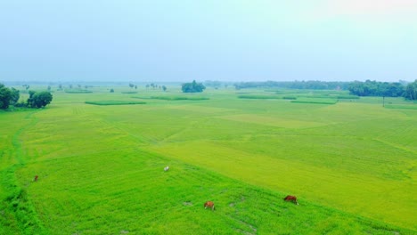 Drohnenaufnahme-Eines-Abgelegenen-Landwirtschaftlichen-Reisfelds-Und-Eines-Jutedorfs-In-Westbengalen