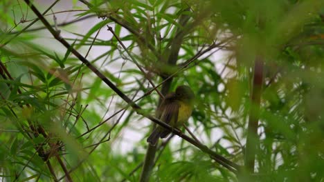 Una-Hermosa-Hembra-De-Pájaro-Sol-Se-Posa-En-El-Bosque-De-Bambú,-Acicalando-Sus-Plumas,-Esponjando-Su-Plumaje-En-Su-Hábitat-Natural,-Toma-De-Cerca