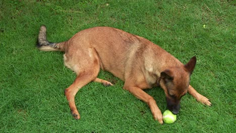 Intelligent-and-energetic-Belgian-Shepherd,-canis-lupus-familiaris-lying-on-a-lush,-green-grassy-lawn,-playing,-biting-and-intensely-focused-on-chewing-a-tennis-ball,-close-up-shot