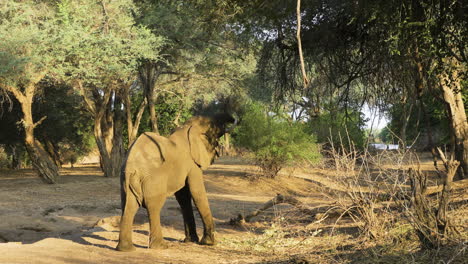 Impressive-African-bull-elephant-reaches-for-high-branches-in-a-sunny-forest-clearing