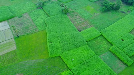 Drohnenaufnahme-Eines-Abgelegenen-Landwirtschaftlichen-Reisfelds-Und-Eines-Jutedorfs-In-Westbengalen