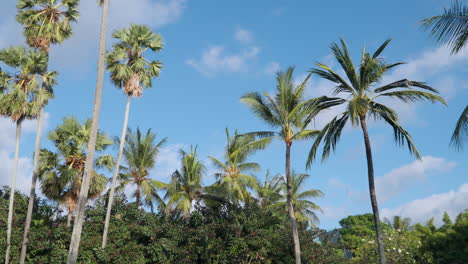 Las-Suaves-Brisas-Mecen-Altas-Palmeras-Bajo-El-Cielo-Azul-Claro-De-Bali,-Capturando-La-Esencia-Del-Paraíso-Tropical.