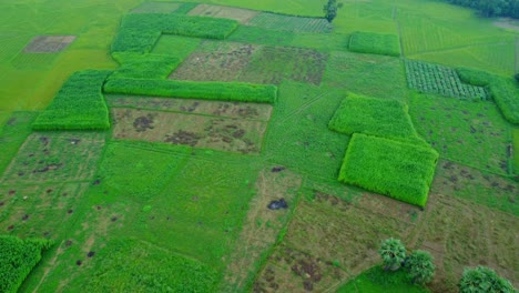 Vista-Aérea-De-Un-Dron-De-Un-Campo-Agrícola-De-Arroz-Y-Yute-En-Una-Aldea-Remota-De-Bengala-Occidental