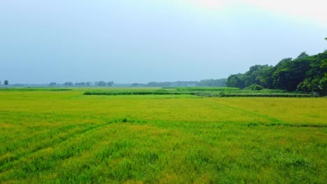 Drohnenaufnahme-Eines-Abgelegenen-Landwirtschaftlichen-Reisfelds-Und-Eines-Jutedorfs-In-Westbengalen