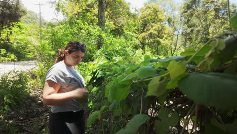 Young-curvy-woman-gathers-vine-leaves-from-a-wild-grapevine,-embracing-an-organic-lifestyle-and-natural-food-picking