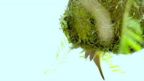 Telephoto-closeup-of-yellow-Cape-Weaver-building-nest-hanging-upside-down