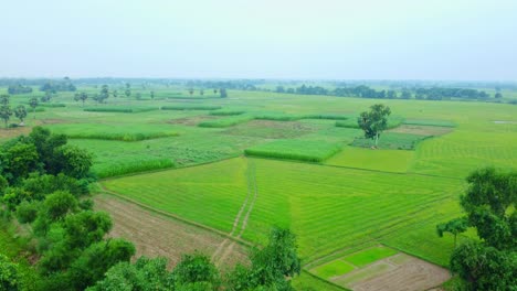 Drohnenaufnahme-Eines-Abgelegenen-Landwirtschaftlichen-Reisfelds-Und-Eines-Jutedorfs-In-Westbengalen