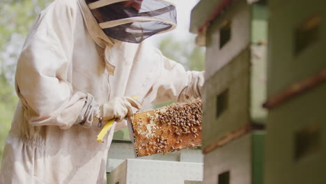 Zeitlupen-Profilansicht-Eines-Imkers-Auf-Einem-Bauernhof,-Der-Den-Bienenstockrahmen-Zur-Inspektion-Herausnimmt