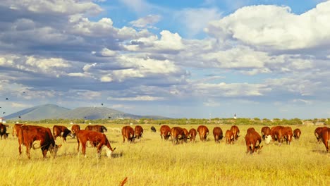 This-idyllic-rural-setting-reflects-the-simple-beauty-of-nature-and-the-quiet-harmony-of-farm-life,-where-the-cows-move-leisurely,-enjoying-their-day-in-the-sun