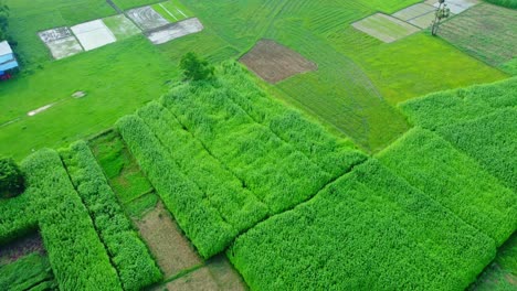 Drohnenaufnahme-Eines-Abgelegenen-Landwirtschaftlichen-Reisfelds-Und-Eines-Jutedorfs-In-Westbengalen