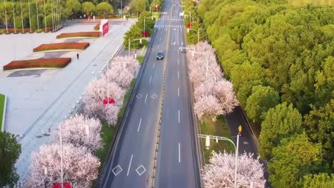 Draufsicht-Einer-Rosa-Straße,-Gesäumt-Von-Blühenden-Kirschblütenbäumen-Auf-Der-Straße,-Stadtfrühlingshintergrund