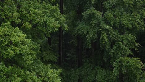 Bosque-Salvaje-Con-Lluvia-En-Cámara-Lenta