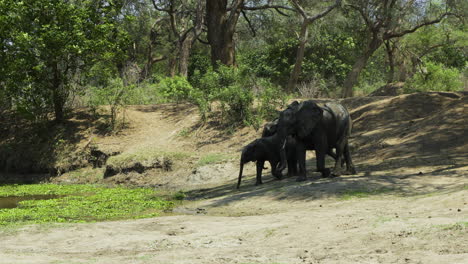 Three-African-elephants-approaching-a-pond-partially-covered-with-aquatic-plants-from-the-undergrowth