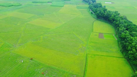 Drohnenaufnahme-Eines-Abgelegenen-Landwirtschaftlichen-Reisfelds-Und-Eines-Jutedorfs-In-Westbengalen