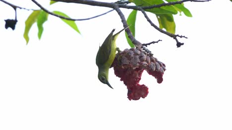 A-female-sunbird-spotted-perching-on-a-red-custard-apple-in-the-backyard,-feeding-on-the-fruit,-spread-its-wings-and-fly-away,-close-up-shot