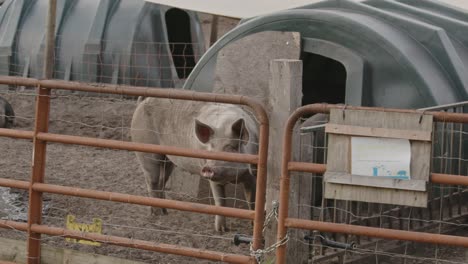 A-single-pig-stands-near-the-fence-of-a-pen-on-a-farm