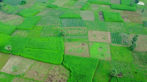 Drohnenaufnahme-Eines-Abgelegenen-Landwirtschaftlichen-Reisfelds-Und-Eines-Jutedorfs-In-Westbengalen