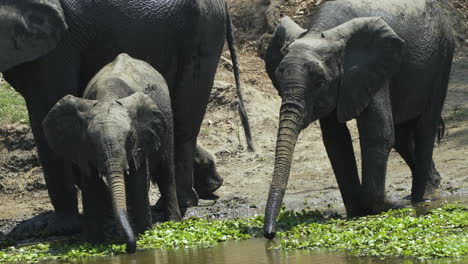 Three-African-elephants-drinking-from-a-pond-that-is-partially-covered-with-aquatic-plants