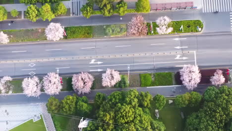 Vista-Superior-De-Una-Carretera-Rosa-Bordeada-De-árboles-De-Cerezo-En-Flor-En-La-Calle-Con-Fondo-De-Primavera-De-La-Ciudad