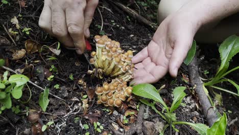 Woman’s-hands-gather-baby-black-poplar-mushrooms-from-the-forest-floor,-capturing-a-close-up-moment