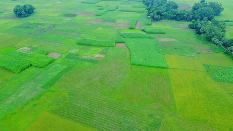 Drohnenaufnahme-Eines-Abgelegenen-Landwirtschaftlichen-Reisfelds-Und-Eines-Jutedorfs-In-Westbengalen