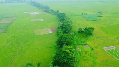 Drohnenaufnahme-Eines-Abgelegenen-Landwirtschaftlichen-Reisfelds-Und-Eines-Jutedorfs-In-Westbengalen